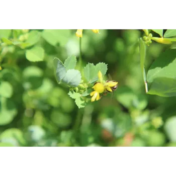Natural Dried Fenugreek Leaves